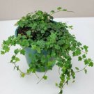 Ficus Quercifolia Mini Oakleaf Creeping Fig Plant Terrarium Fairy 2.5"Pot Fresh Garden