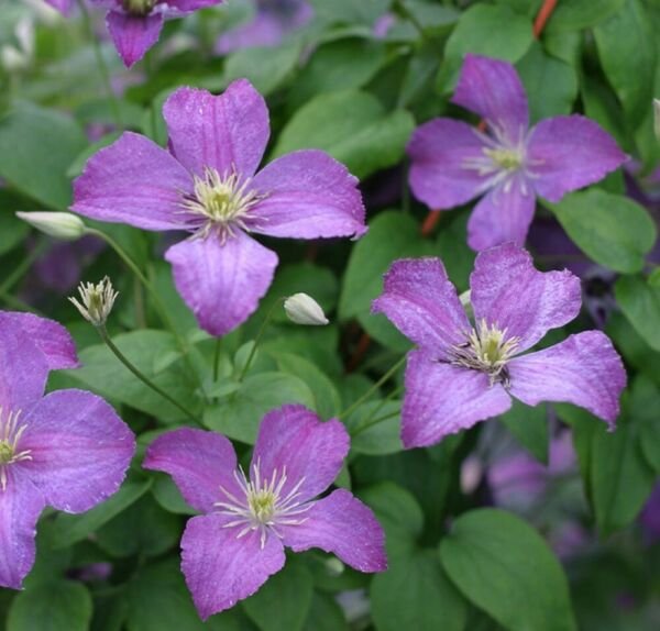 Purple Flowers Jolly Good Clematis Live Plant 4" Pot Proven Winners Yard Fresh Garden