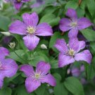 Purple Flowers Jolly Good Clematis Live Plant 4" Pot Proven Winners Yard Fresh Garden
