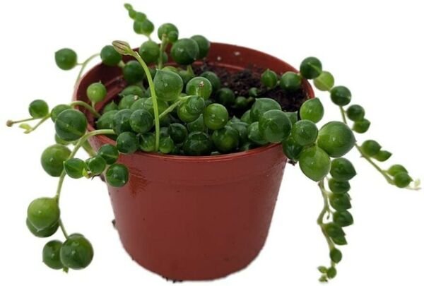 Senecio Rowleyanus Succulent Live Plant String of Pearls Easy to Grow 2.5" Pot Fresh Garden