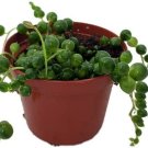 Senecio Rowleyanus Succulent Live Plant String of Pearls Easy to Grow 2.5" Pot Fresh Garden