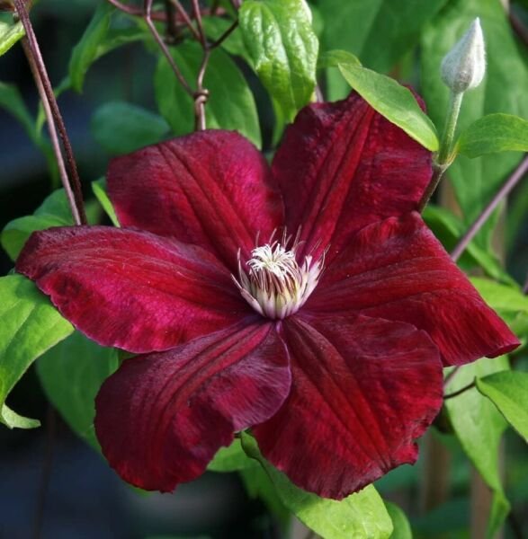 Velvety Crimson Flowers Clematis Red Cardinal Vine Live Plant 2.5" Pot Fresh Garden
