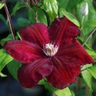 Velvety Crimson Flowers Clematis Red Cardinal Vine Live Plant 2.5" Pot Fresh Garden
