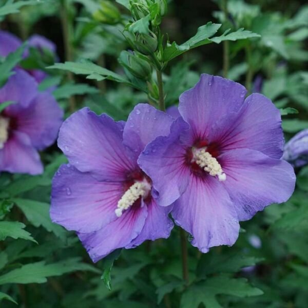 Hibiscus PARAPLU Violet Rose of Sharon Live Plant 4" Pot Fresh Garden