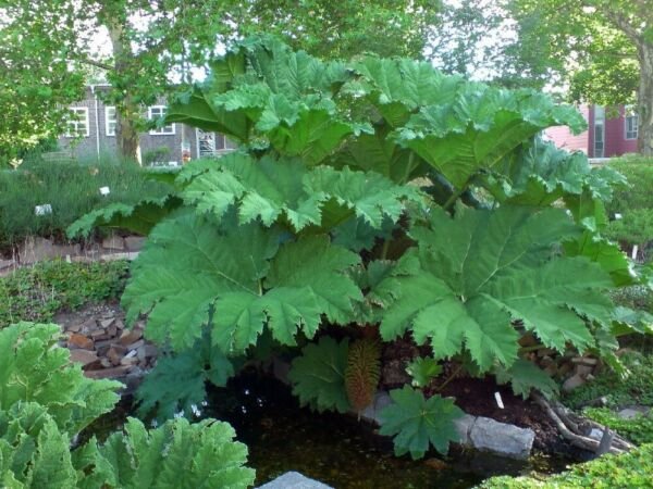 Seed Dinosaur Gunnera Manicata 20 Seeds - Worlds Largest Perennial Fresh Garden