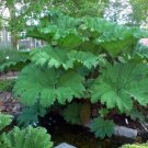 Seed Dinosaur Gunnera Manicata 20 Seeds - Worlds Largest Perennial Fresh Garden