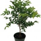Myrciaria Cauliflora Jabuticaba Tree 4" Pot Live House Plant s or Bonsai Fresh Garden