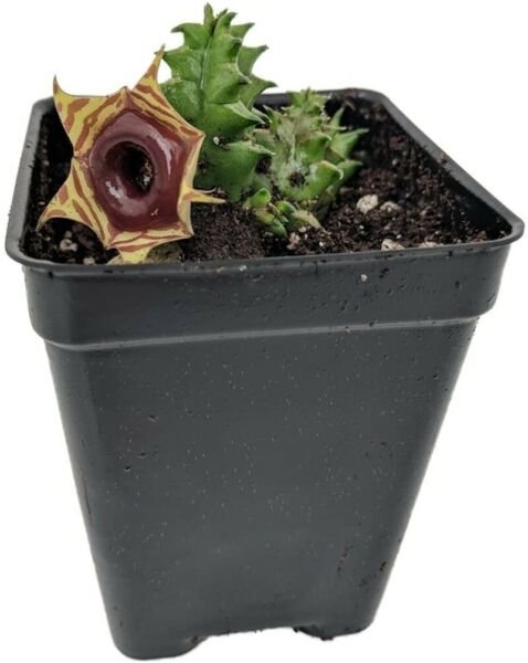 Huernia Reticulata Lifesaver Succulent Live Plant Exotic Flower 2.5" Pot Fresh Garden