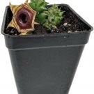 Huernia Reticulata Lifesaver Succulent Live Plant Exotic Flower 2.5" Pot Fresh Garden