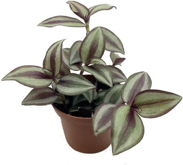 Jew Sterling Silver Wandering Live Plant 2.5" Pot Tradescantia Purple Silver Fresh Garden