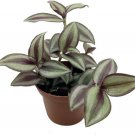 Jew Sterling Silver Wandering Live Plant 2.5" Pot Tradescantia Purple Silver Fresh Garden