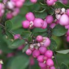 Symphoricarpos Proud Berry Coral Berry Live Plant 4" Pot Proven Winners Fresh Garden
