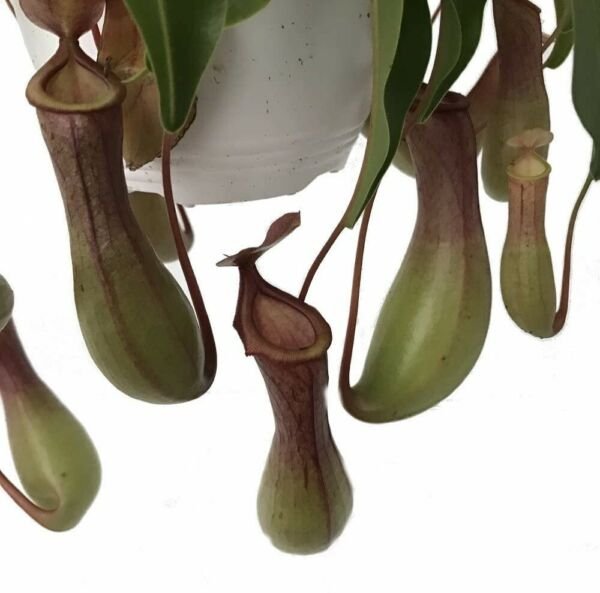 Carnivorous Nepenthes Asian Pitcher Live Plant Exotic 6" Hanging Basket Fresh Garden