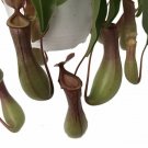 Carnivorous Nepenthes Asian Pitcher Live Plant Exotic 6" Hanging Basket Fresh Garden