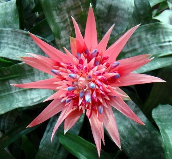 Aechmea Primera Pink Vase Live Plant Indoor Houseplant 6" Pot Bromeliad Fresh Garden