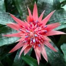 Aechmea Primera Pink Vase Live Plant Indoor Houseplant 6" Pot Bromeliad Fresh Garden