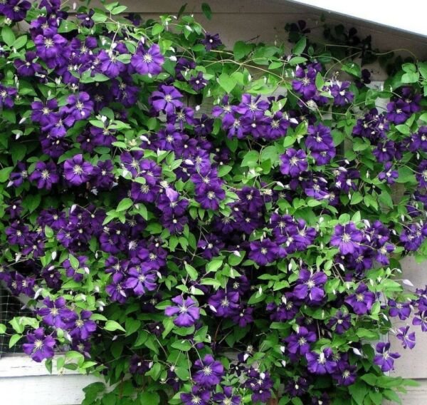 Jackmani Variety Superba Clematis Vine Live Plant 2.5" Pot Fresh Garden