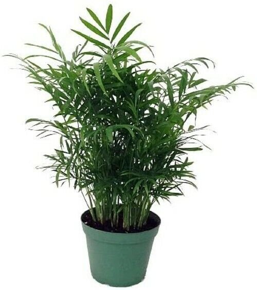 Chamaedorea Elegans Bella Live Plant Victorian Parlor Palm 6" Pot Indoor Fresh Garden
