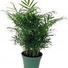 Chamaedorea Elegans Bella Live Plant Victorian Parlor Palm 6" Pot Indoor Fresh Garden