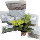 3 Plants Fairy Kit Terrarium Live Plant Create Your Own Living Terrarium Fresh Garden