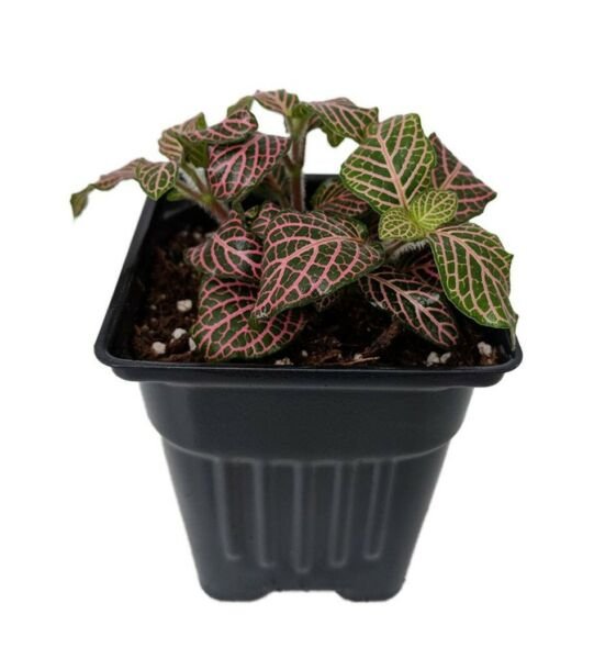 Fittonia Pink Veined Nerve Live Plant Easy Houseplant Indoor 4" Pot Fresh Garden