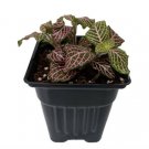 Fittonia Pink Veined Nerve Live Plant Easy Houseplant Indoor 4" Pot Fresh Garden