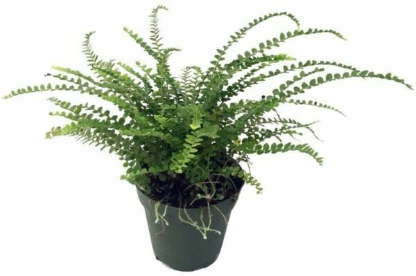 Nephrolepis cordifolia Duffii Lemon Button Fern 4" Pot Live Plant Houseplant Fresh Garden