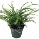 Nephrolepis cordifolia Duffii Lemon Button Fern 4" Pot Live Plant Houseplant Fresh Garden