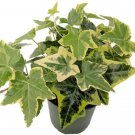 Hedera helix English Ivy Gold Child Hardy Groundcover Houseplant 4" Pot Indoor Fresh Garden