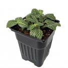 Fittonia Verschaffeltii Silver Nerve Live Plant 4" Pot Houseplnat Indoor Fresh Garden