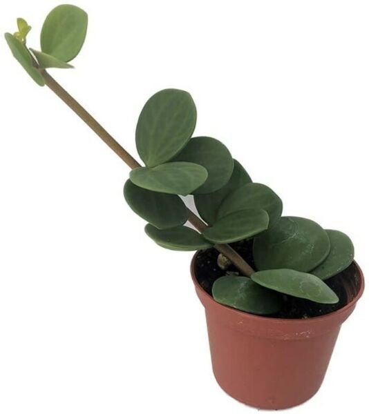 Peperomia Hope Live Plant Indoor Easy to Grow Houseplant - 2.5" Pot Fresh Garden