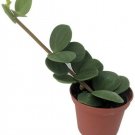 Peperomia Hope Live Plant Indoor Easy to Grow Houseplant - 2.5" Pot Fresh Garden