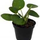 Pilea Peperomiodes Chinese Money Live Plant 2.5" Pot Fresh Garden