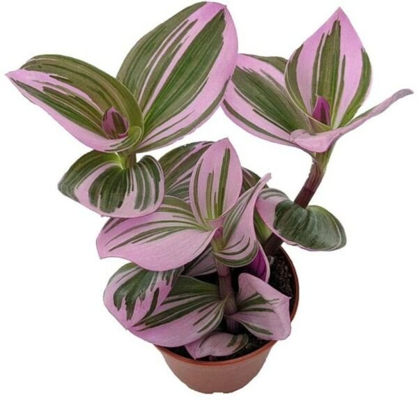 Tradescantia Rare Nanouk Pink Wandering Jew Plant 2.5" Pot Collector's Series Fresh Garden