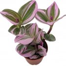 Tradescantia Rare Nanouk Pink Wandering Jew Plant 2.5" Pot Collector's Series Fresh Garden