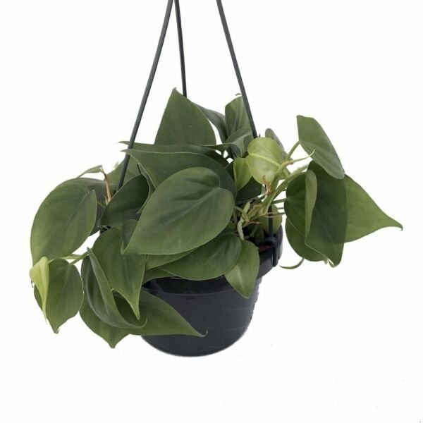 Philodendron Heart Leaf Live Plant Easiest Houseplant to Grow 6" Hanging Basket Fresh Garden