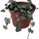 Ceropegia woodii String of Hearts Hearts Entangled 2.5" Pot Collector Series Fresh Garden