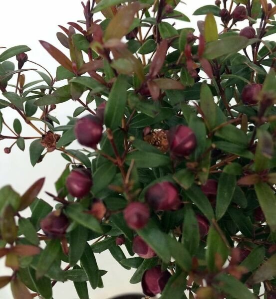 Myrtus Biblical True Greek Myrtle Herb Live Plant Ancient Herb 4.5" Pot Topiary Fresh Garden