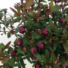 Myrtus Biblical True Greek Myrtle Herb Live Plant Ancient Herb 4.5" Pot Topiary Fresh Garden