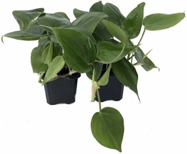 Philodendron Cordatum Heart Leaf 2 Live Plants Indoor Houseplant Fresh Garden