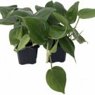 Philodendron Cordatum Heart Leaf 2 Live Plants Indoor Houseplant Fresh Garden