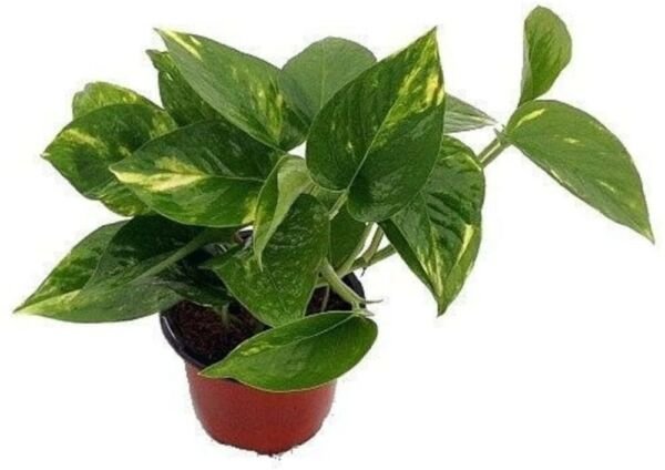 Epipremnum Scindapus Golden Devil's Ivy Pothos Live Plant 4" Pot Fresh Garden