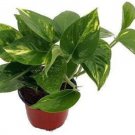 Epipremnum Scindapus Golden Devil's Ivy Pothos Live Plant 4" Pot Fresh Garden