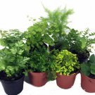8 Terrariums/Fairy Mini Ferns 8 Different Live Plants 2" Pots Fresh Garden