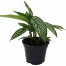 Calathea Uncommon Vittata Peacock Live Plant Easy Houseplant 4" Pot Indoor Fresh Garden
