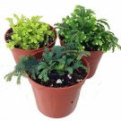 Terrariums Fairy 3 Club Moss Live Plants s Selaginella 2" Pots Fresh Garden