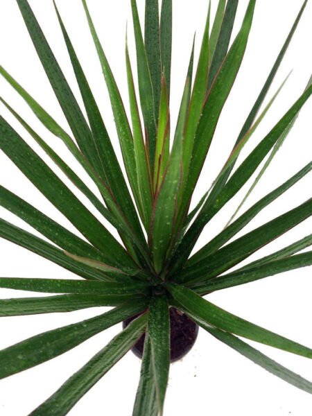 Madagascar Dragon Live Tree Plant Dracaena Marginata 4" Pot Easy Grow Houseplant Fresh Garden