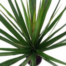 Madagascar Dragon Live Tree Plant Dracaena Marginata 4" Pot Easy Grow Houseplant Fresh Garden