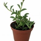 String of Dolphins Succulent Live Plant Senecio peregrinus Easy to Grow 2.5" Pot Fresh Garden