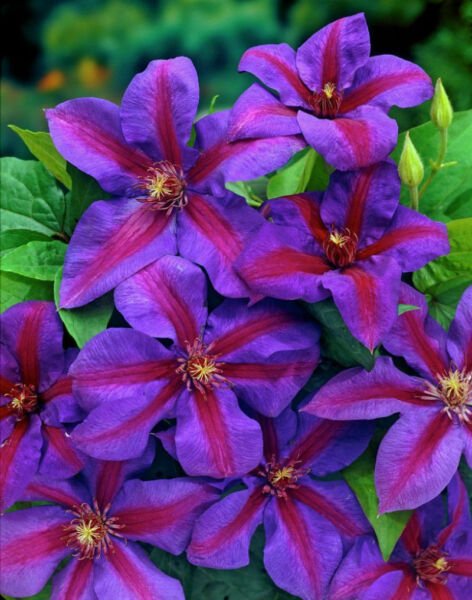 Plant Mrs. N. Thompson Clematis Vine Purple Scarlet Blooms 2.5" Pot Fresh Garden